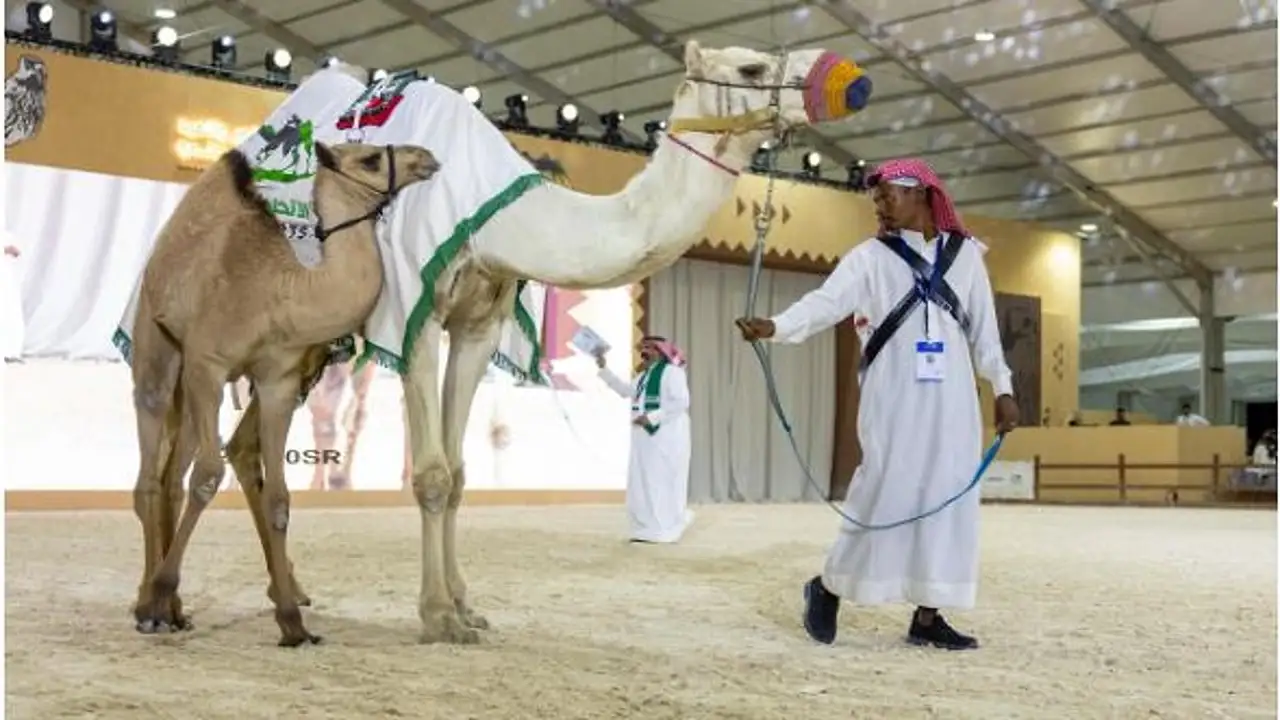 مزاد الهجن بمعرض الصقور والصيد يتجاوز 300 ألف ريال في ثاني أيامه